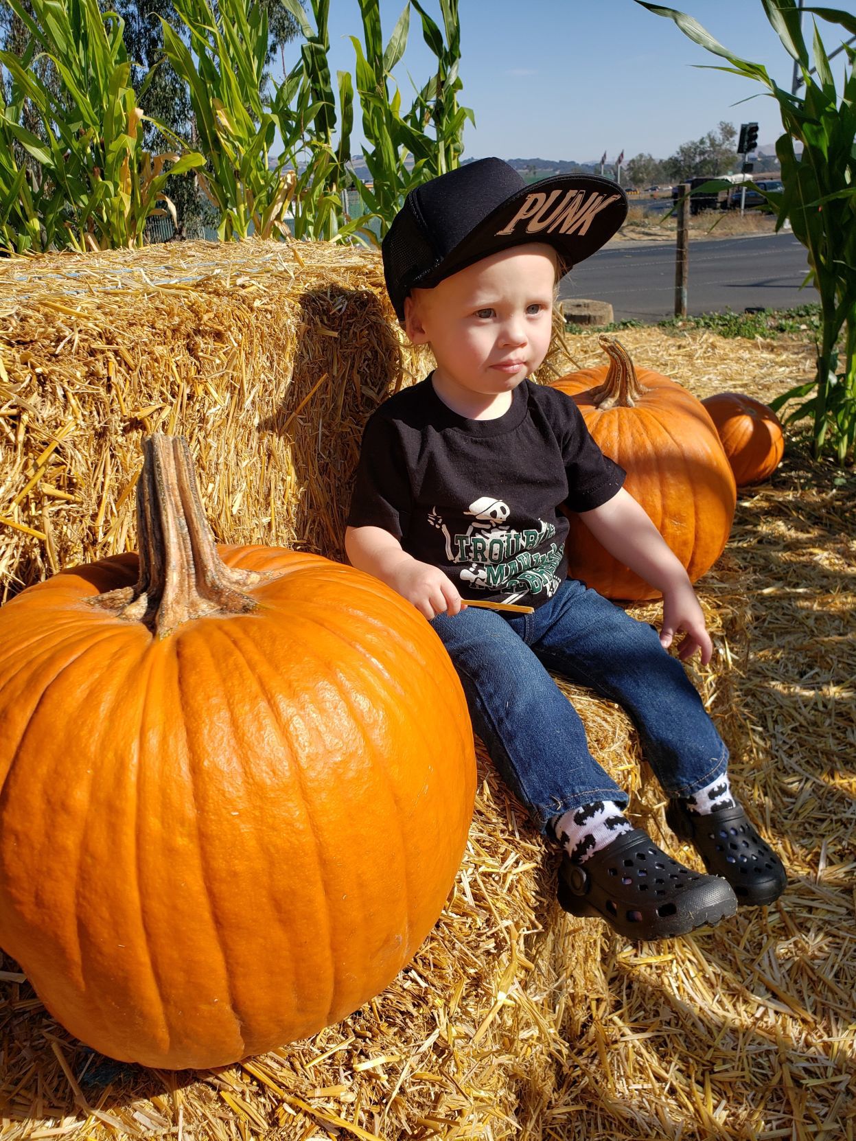Picking Pumpkins 2019